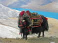 20 sự thật bất ngờ về xứ sở Tây Tạng (2)